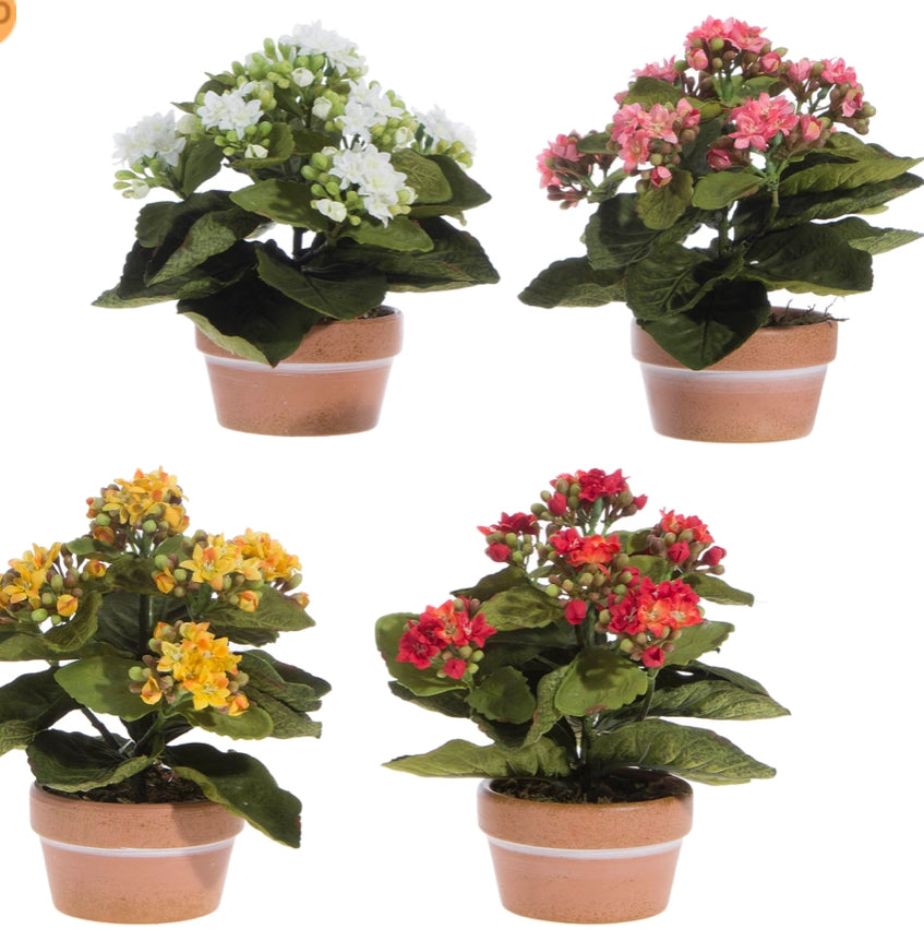 7.5" Potted Kalanchoe
