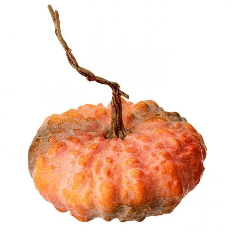 Latex hybrid pumpkins