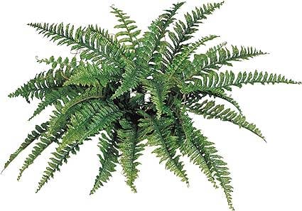 Boston Fern Artificial Plant - Uv Resistant Indoor/Outdoor