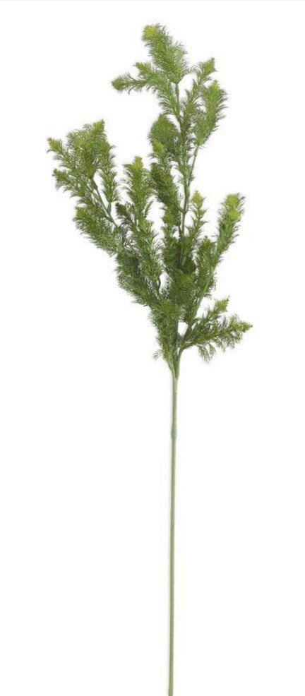 36 Inch Dill Spray