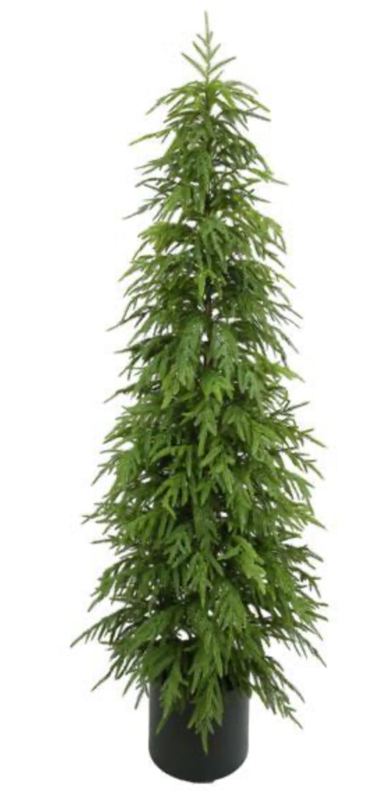 70.75"H NORFOLK PINE TREE, W/262 TIPS, IN POT
