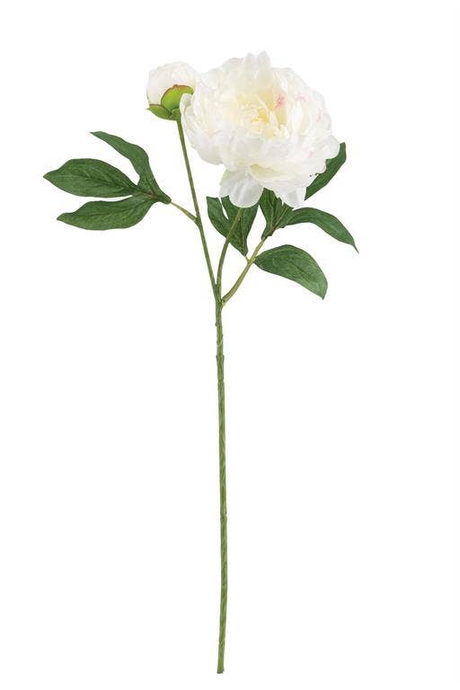 Peony X1 W/Bud, #6091-C