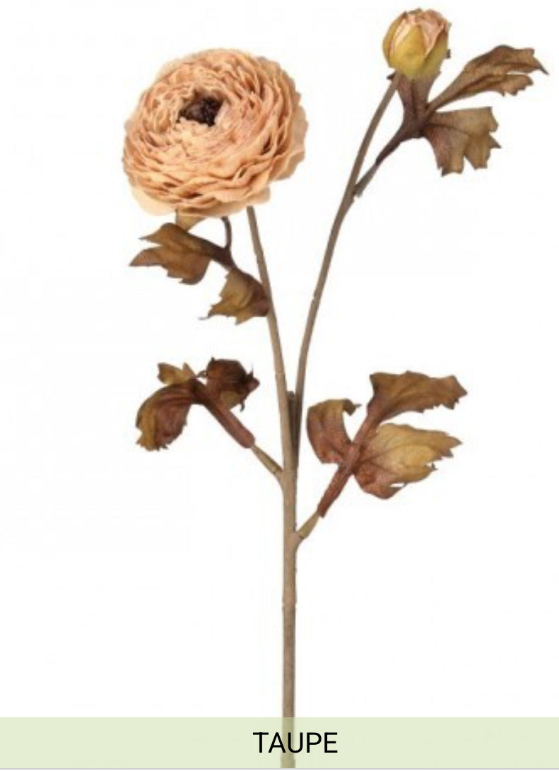 24” autumn ranunculus stem