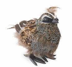 feathered quail