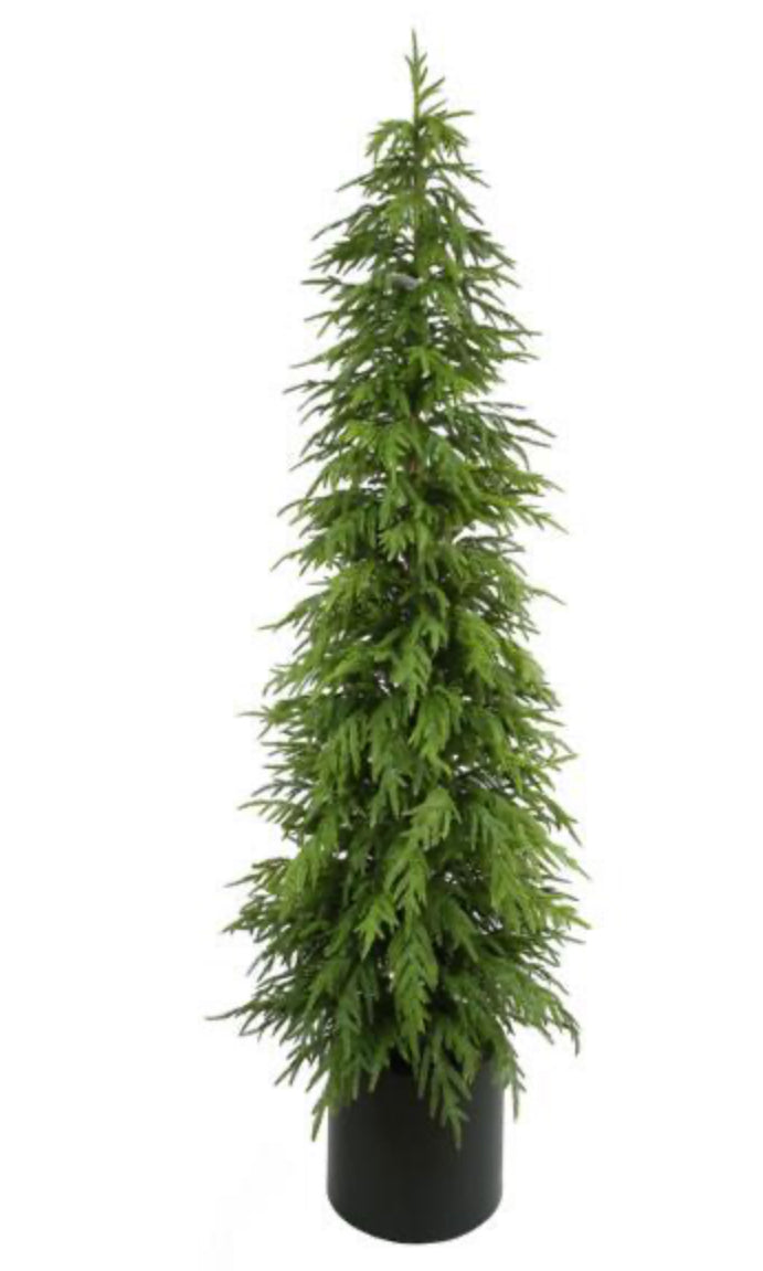 82.5"H NORFOLK PINE TREE, W/314 TIPS, IN POT