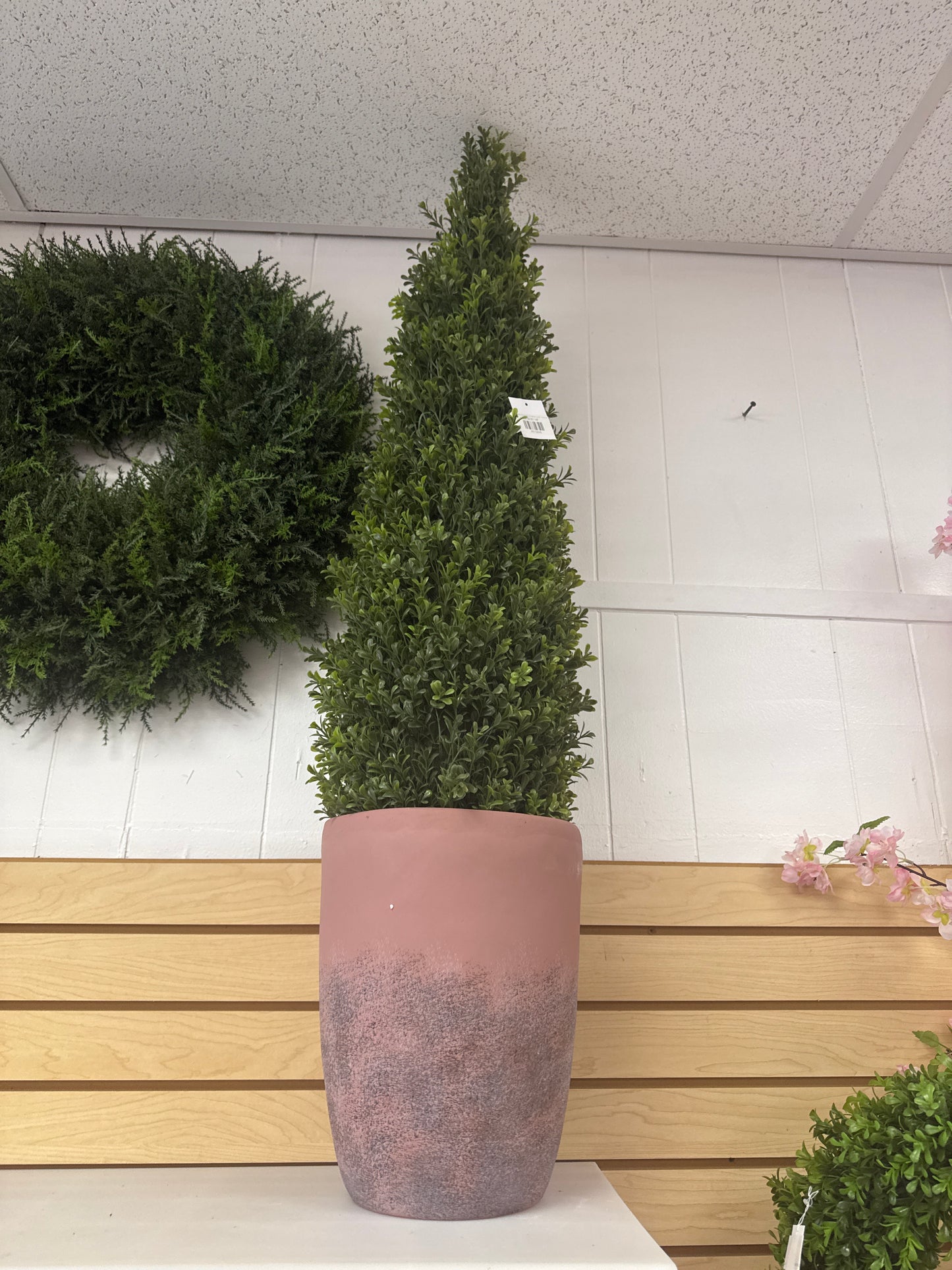 PL.SPRING BOXWOOD UV TREAT CONE in terrecotta pot