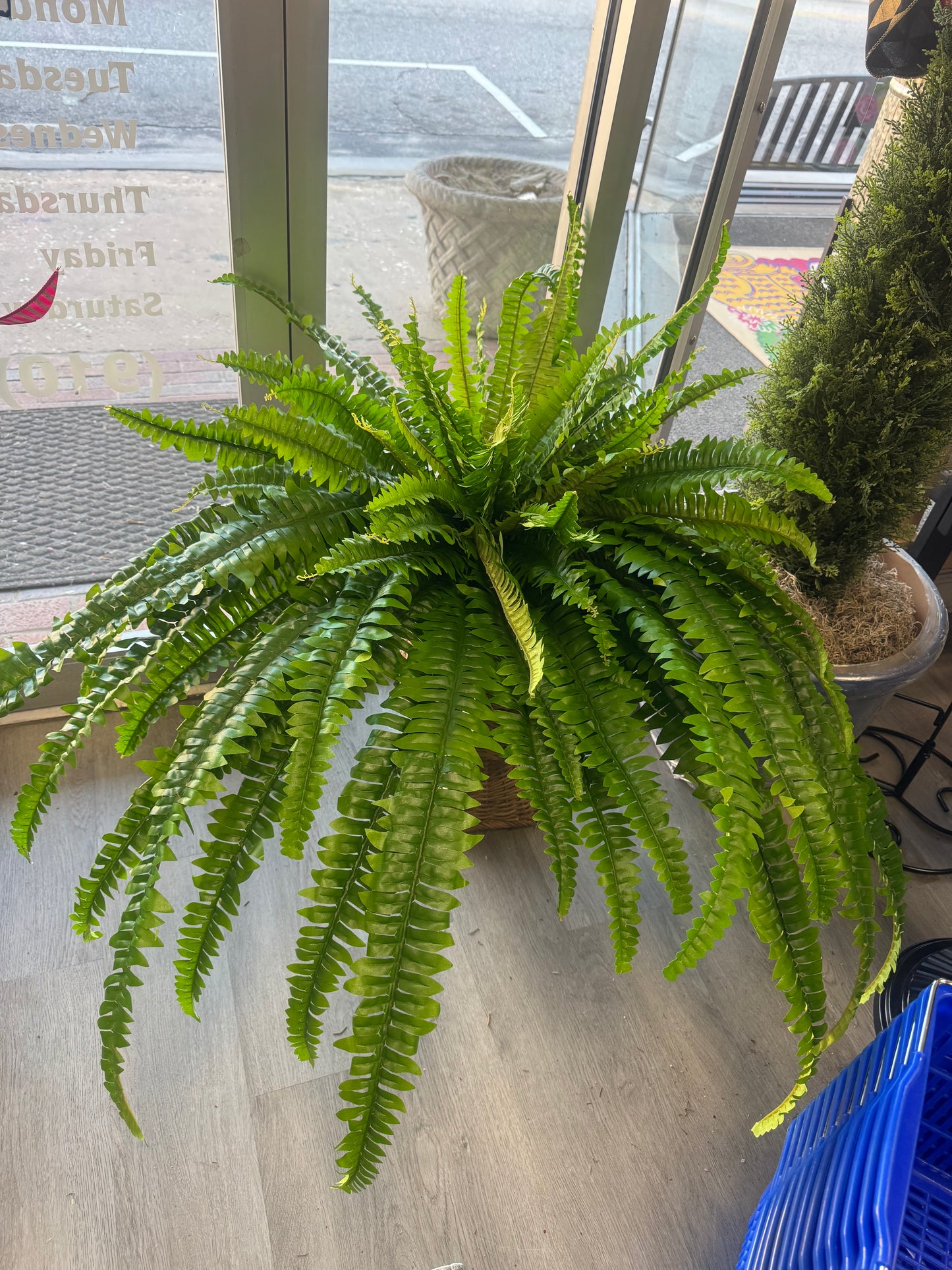 39" Green Boston Fern UV PRE ORDER