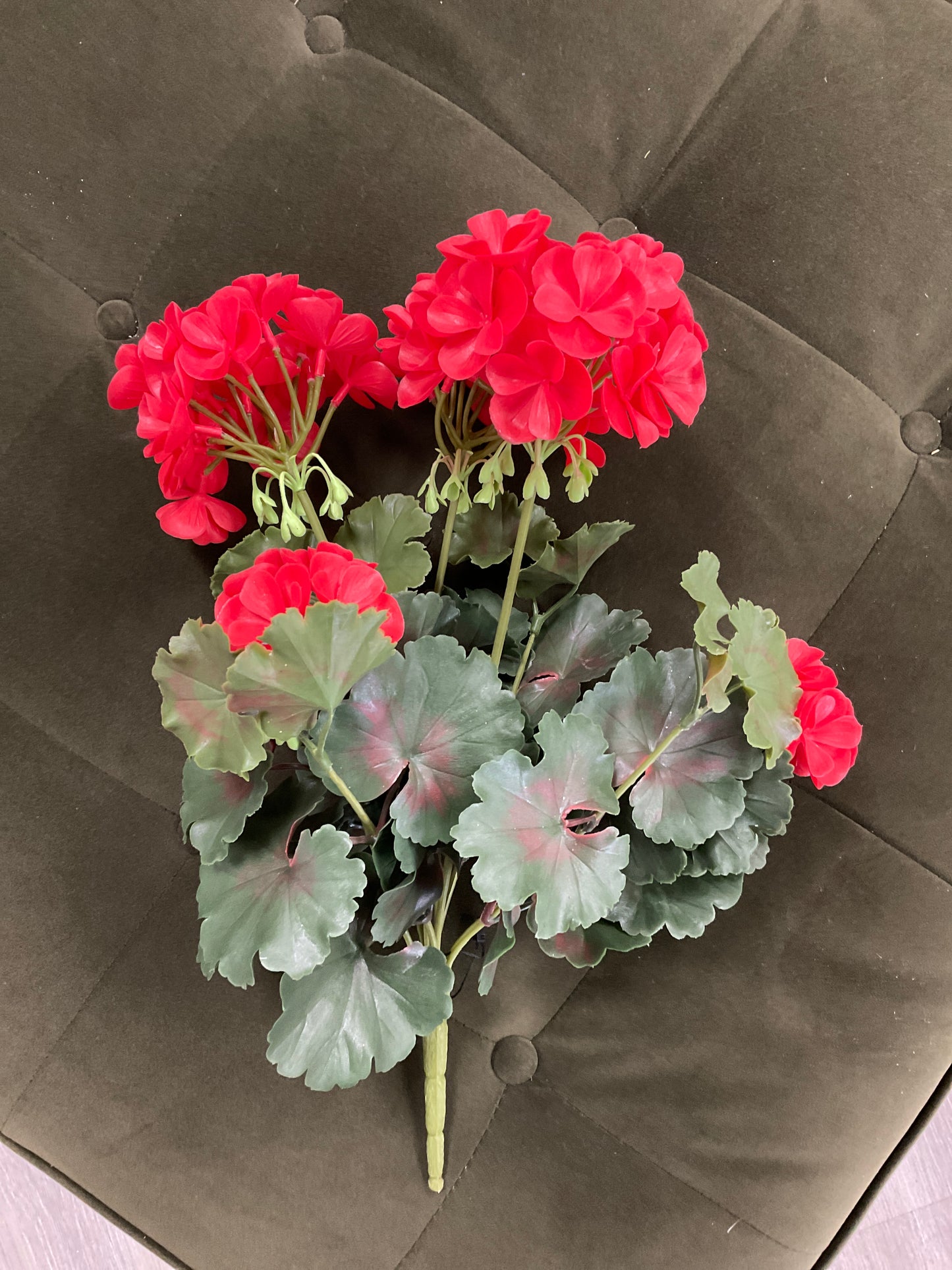 GERANIUM BUSH w 5 flowers Salmon