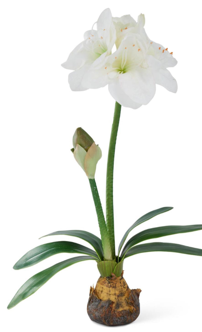 25 Inch White Amaryllis w/Bulb