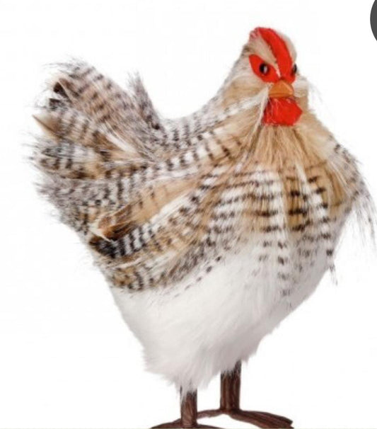 Striped feather hen