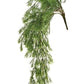 Asparagus fern bush