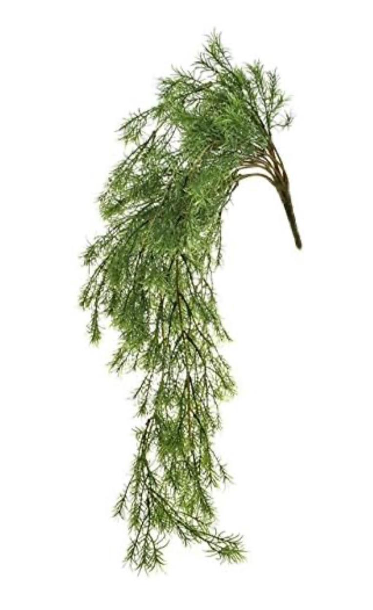 Asparagus fern bush