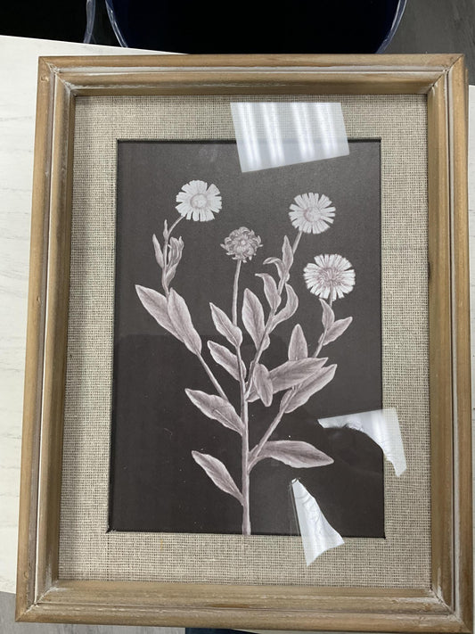framed botanical print