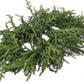 JUST CUTNORFOLK PINE CENTERPIECE