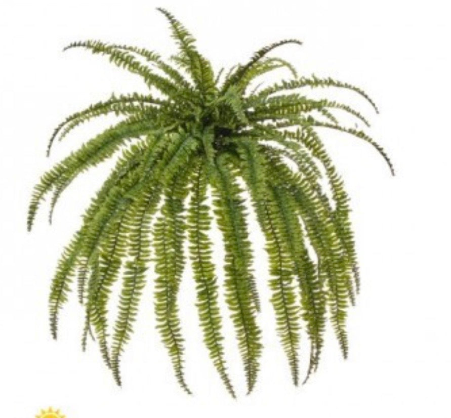 Jumbo Boston fern