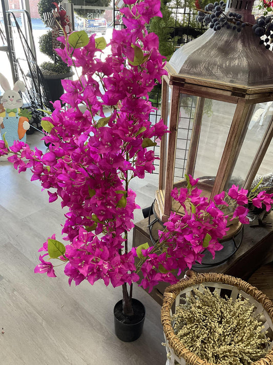 Bougainvillea tree