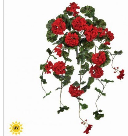 36" UV SUMMER HANGING GERANIUM PLANT