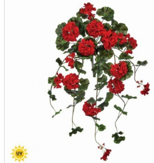 36" UV SUMMER HANGING GERANIUM PLANT