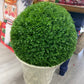 Cedar topiary ball uv rated