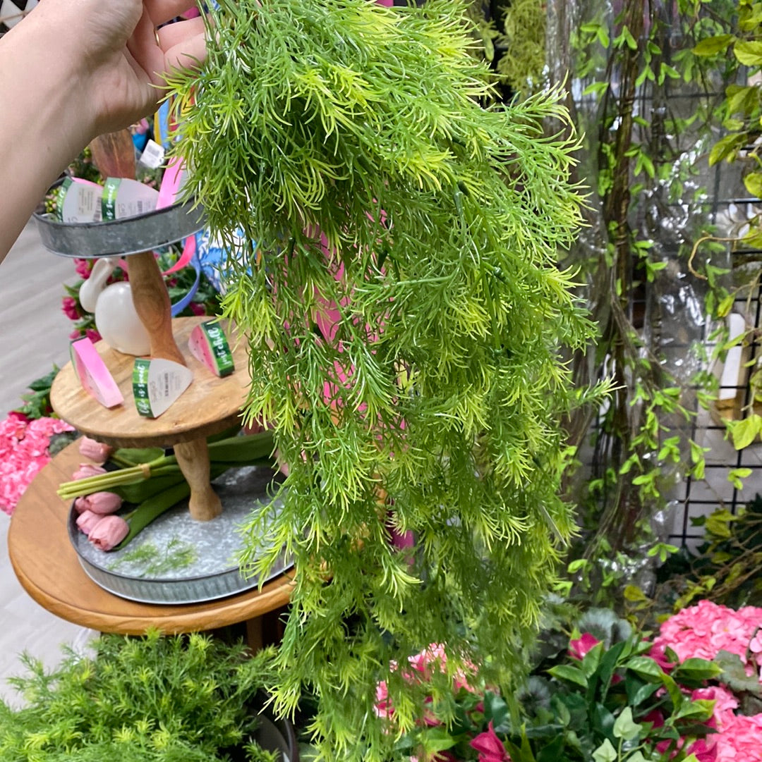 Asparagus fern bush