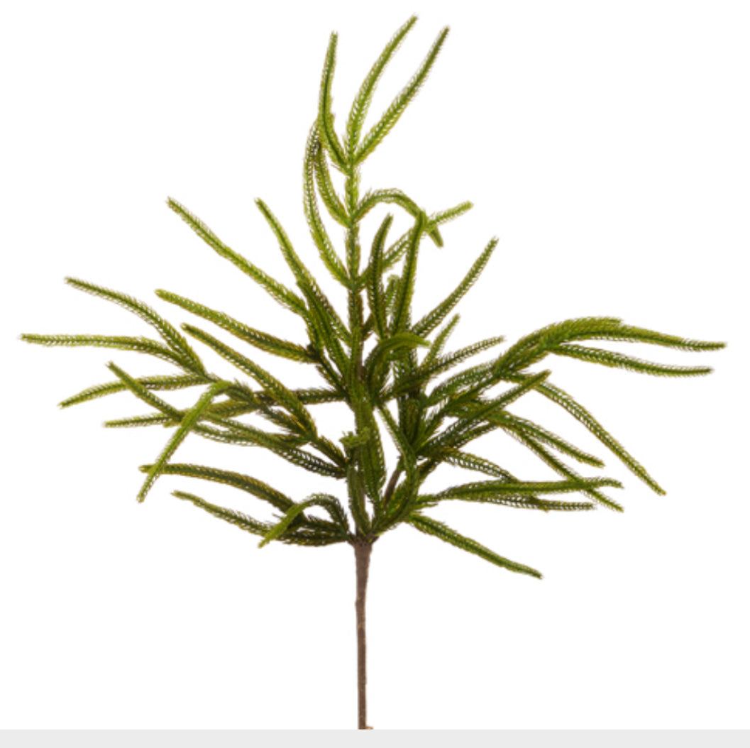 26" NORFOLK PINE SPRAY