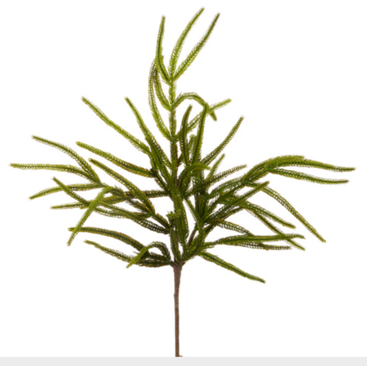 26" NORFOLK PINE SPRAY