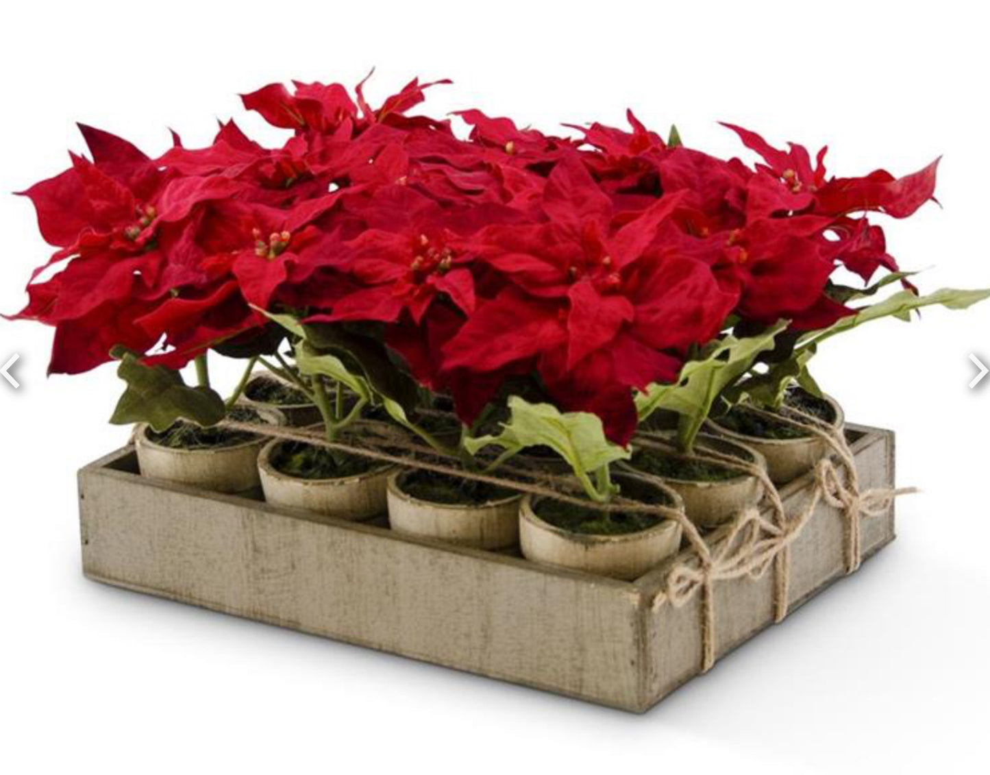 Potted Red Poinsettia