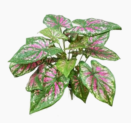 16.5” pink caladium bush