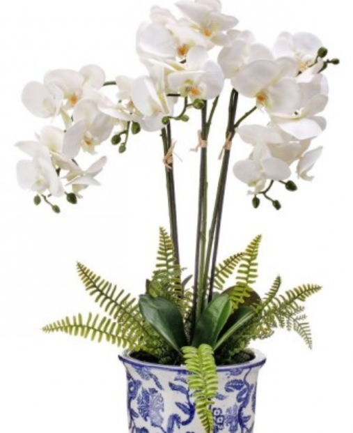 Triple Phaleanopsis & Fern In Ceramic Pot 22"