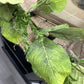 72 Inch Green Magnolia Leaf Myrtle & Twig Garland