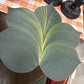 Leaf placemat