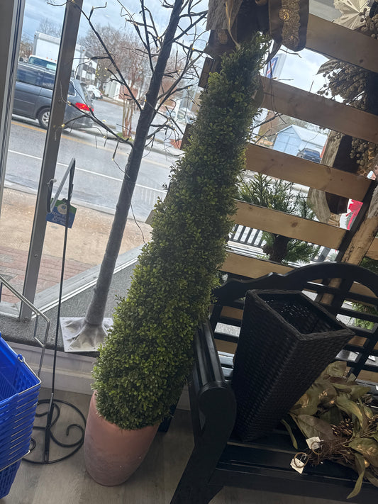 PL.SPRING BOXWOOD UV TREAT CONE in terrecotta pot