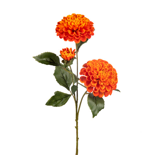 Dahlia  flower