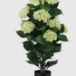 UV rated potted hydrangeas