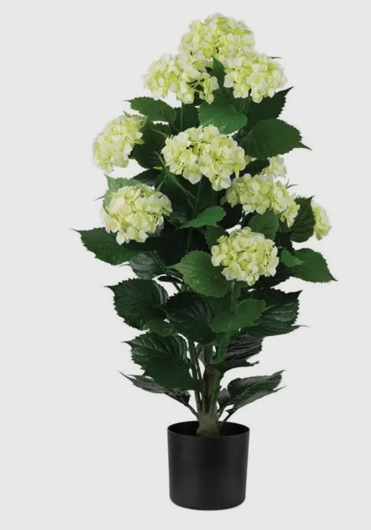 UV rated potted hydrangeas