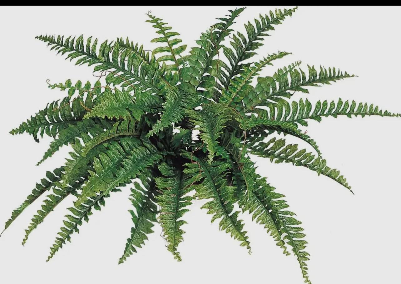 Uv rated ferns