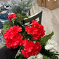 GERANIUM BUSH w 5 flowers Salmon