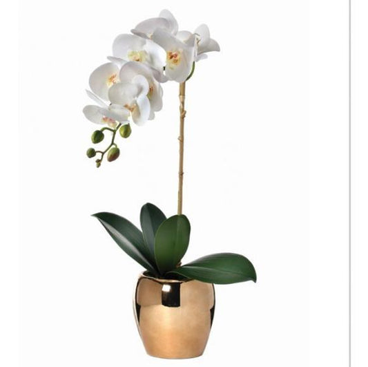 Phalenopsis orchid in gold pot