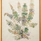 28" Fern Framed Wall Art