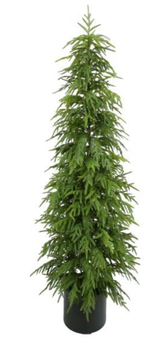 70.75"H NORFOLK PINE TREE, W/262 TIPS, IN POT
