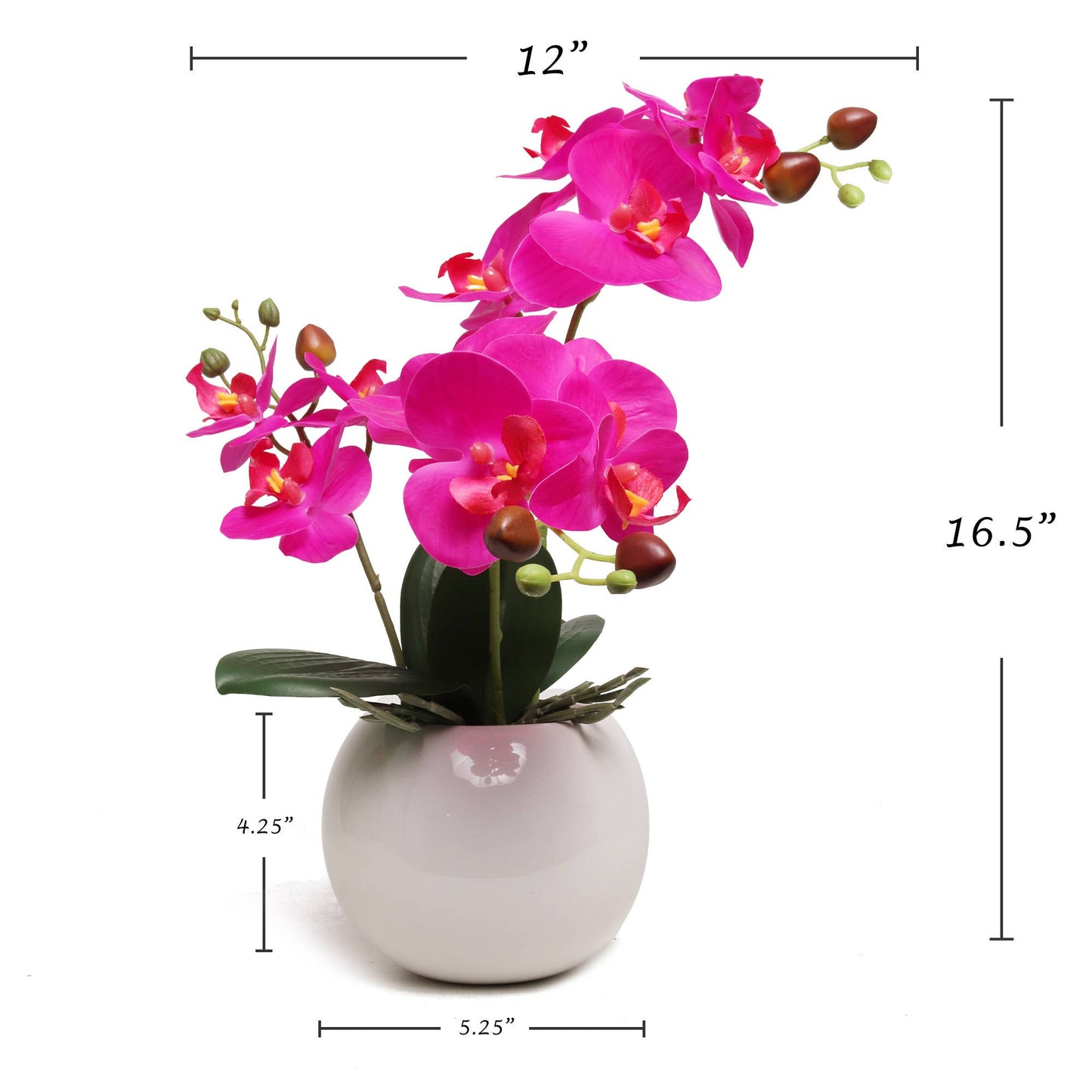 13-Inch Fuchsia Phalaenopsis Orchid Flowers In 5-Inch Round