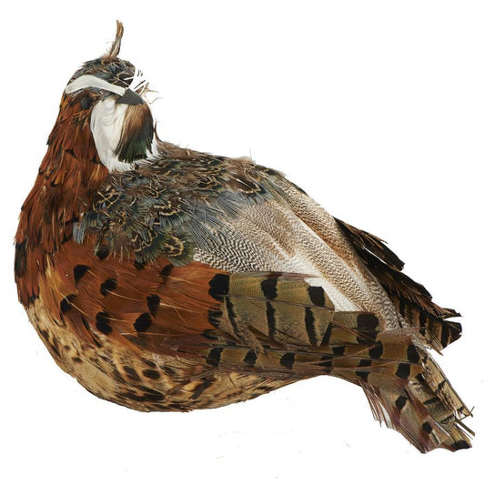 Brown and green feathered quail