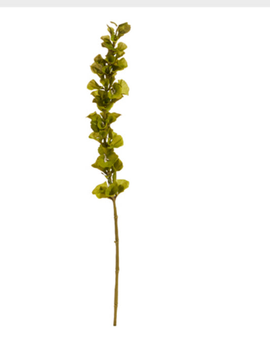 42” Bells of Ireland Stem