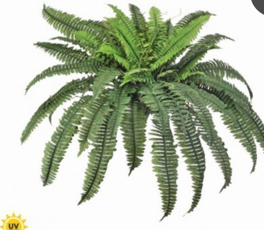 38" UV ESTATE BOSTON FERN X66 fronds