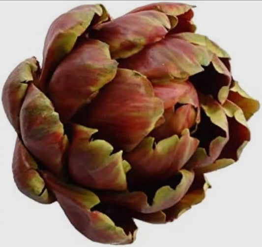 Red/purple artichoke