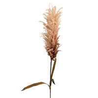 Pampas grass stems 44”