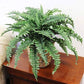 Boston Fern Artificial Plant - Uv Resistant Indoor/Outdoor