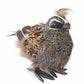 feathered quail