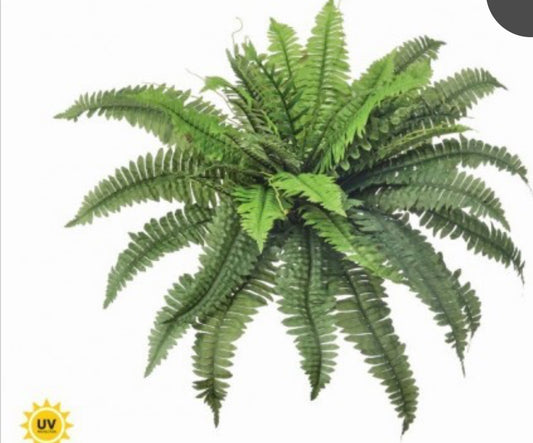 30" UV ESTATE BOSTON FERN X40 fronds