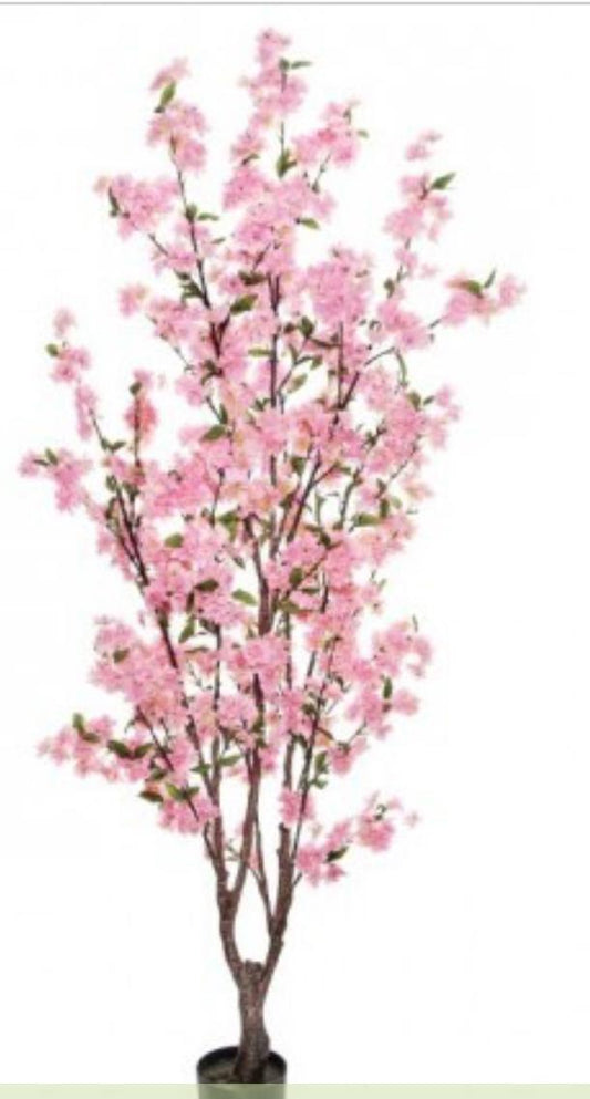 5.5’ cherry blossom tree